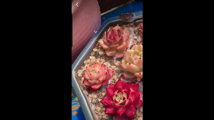 Watering Succulent